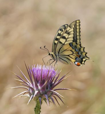 Koninginnenpage / Common Yellow Swallowtail