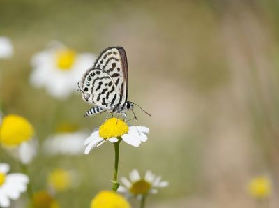 Klein Christusdoornblauwtje / Little Tiger Blue