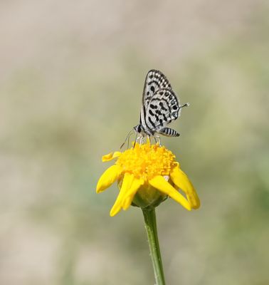 Klein Christusdoornblauwtje / Little Tiger Blue
