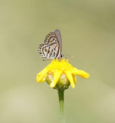 Klein Christusdoornblauwtje / Little Tiger Blue