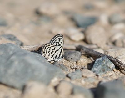 Klein Christusdoornblauwtje / Little Tiger Blue