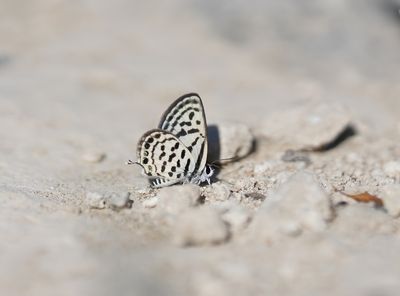 Klein Christusdoornblauwtje / Little Tiger Blue