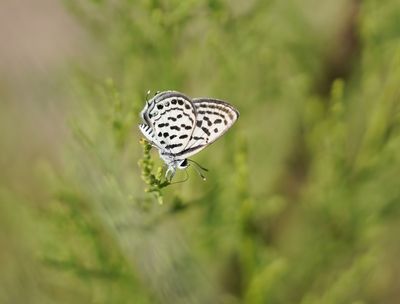 Klein Christusdoornblauwtje / Little Tiger Blue