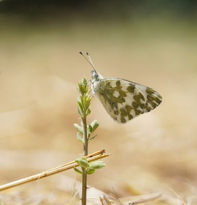 Resedawitje / Bath White