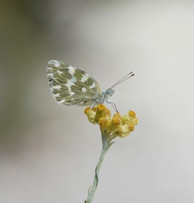 Resedawitje / Bath White