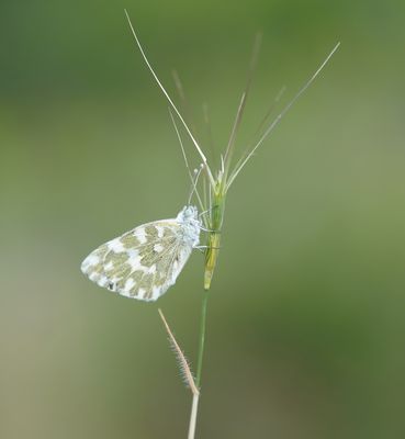 Resedawitje / Bath White