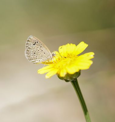 Oostelijk Amethistblauwtje / Dark Grass Blue