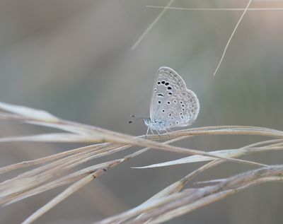 Oostelijk Amethistblauwtje / Dark Grass Blue