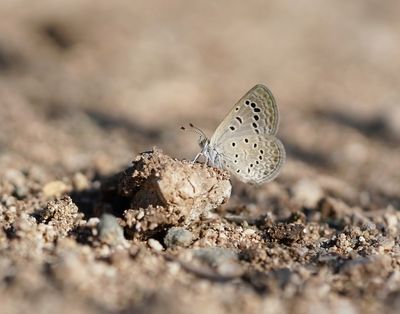 Oostelijk Amethistblauwtje / Dark Grass Blue