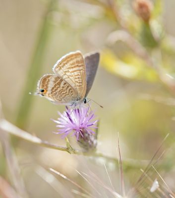 Tijgerblauwtje / Long-tailed Blue