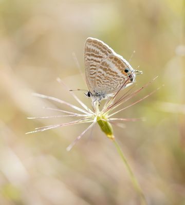 Tijgerblauwtje / Long-tailed Blue