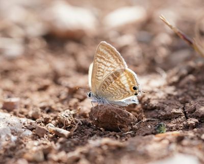 Tijgerblauwtje / Long-tailed Blue