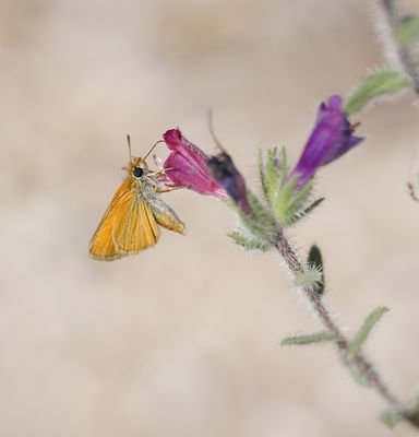 Dwergdikkopje / Lulworth Skipper