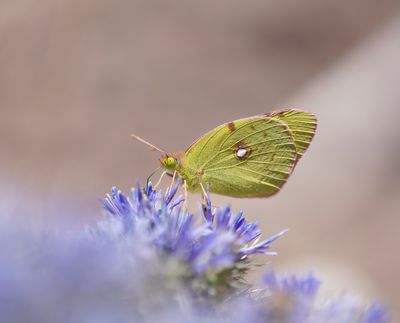 Oranje Luzerne / Clouded Yellow