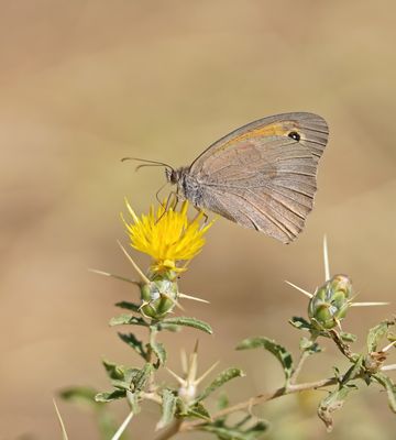 Cypriotisch Bruin Zandoogje / Cyprus Meadow Brown