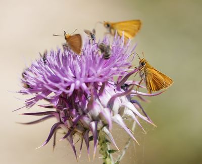 Dwergdikkopje / Lulworth Skipper 