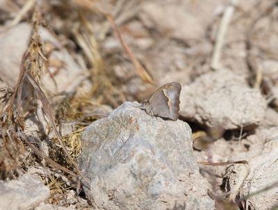 Cypriotisch Bruin Zandoogje / Cyprus Meadow Brown