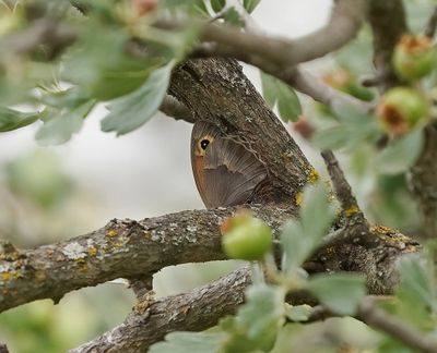 Cypriotisch Bruin Zandoogje / Cyprus Meadow Brown