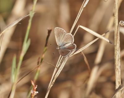 Oostelijk Amethistblauwtje / Dark Grass Blue