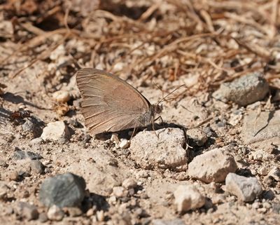 Cypriotisch Bruin Zandoogje / Cyprus Meadow Brown
