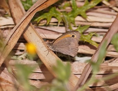 Cypriotisch Bruin Zandoogje / Cyprus Meadow Brown