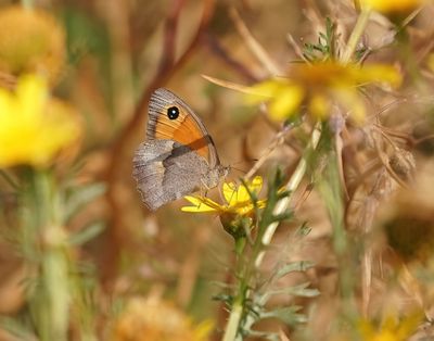 Cypriotisch Bruin Zandoogje / Cyprus Meadow Brown