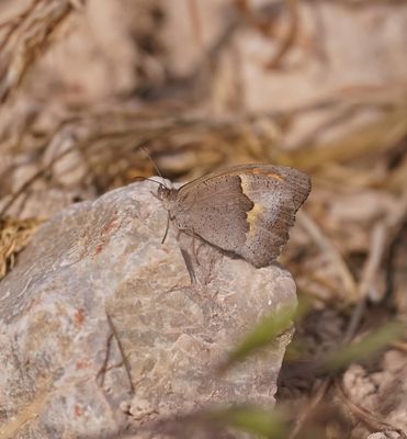 Cypriotisch Bruin Zandoogje / Cyprus Meadow Brown