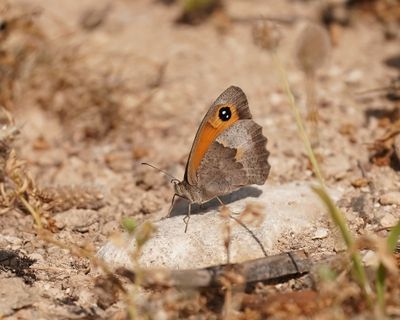 Cypriotisch Bruin Zandoogje / Cyprus Meadow Brown