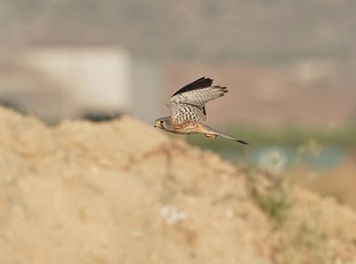 Torenvalk / Kestrel