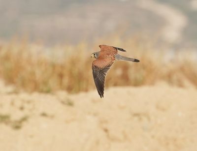 Torenvalk / Kestrel