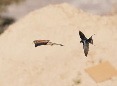 Torenvalk / Kestrel