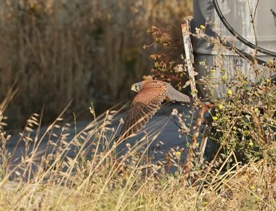 Torenvalk / Kestrel