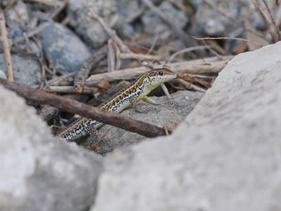 Slangooghagedis / Snake-eyed Lizard