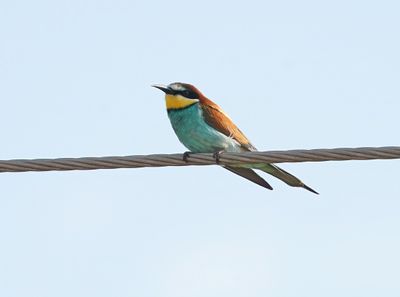 Bijeneter / European Bee-eater