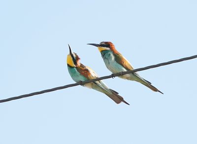 :: Bijeneter / European Bee-eater ::