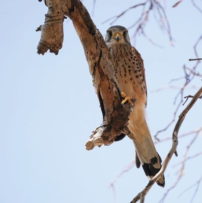 Torenvalk / Kestrel