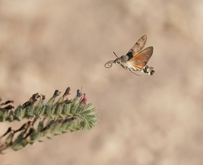 Kolibrievlinder / Hummingbird Hawk-moth