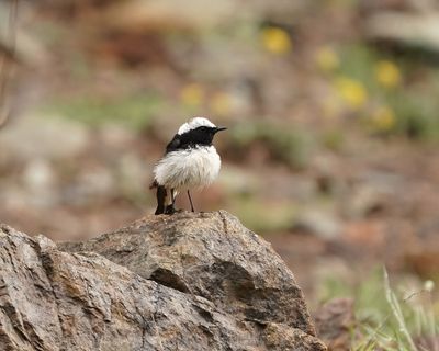 Cyprustapuit / Cyprus Wheatear