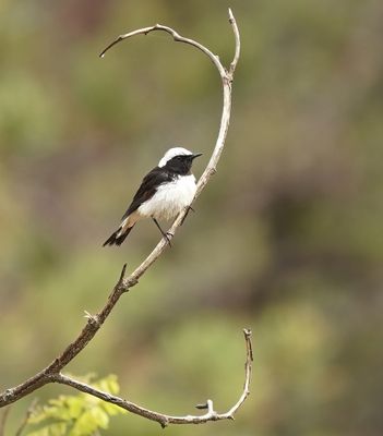 Cyprustapuit / Cyprus Wheatear