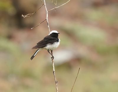 Cyprustapuit / Cyprus Wheatear