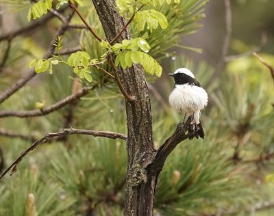 Cyprustapuit / Cyprus Wheatear