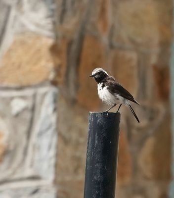 Cyprustapuit / Cyprus Wheatear