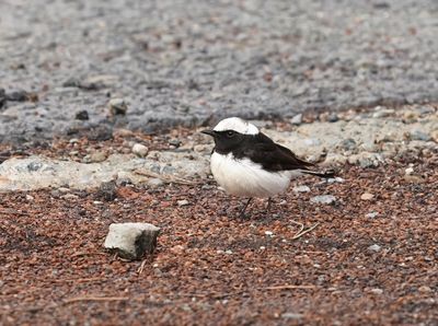 Cyprustapuit / Cyprus Wheatear