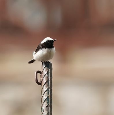 Cyprustapuit / Cyprus Wheatear