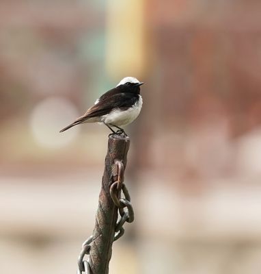 Cyprustapuit / Cyprus Wheatear
