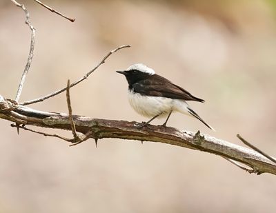 Cyprustapuit / Cyprus Wheatear