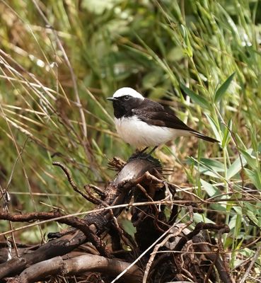 Cyprustapuit / Cyprus Wheatear