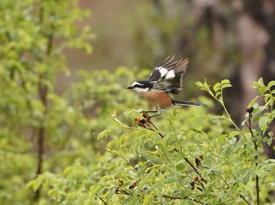 Maskerklauwier / Masked Shrike