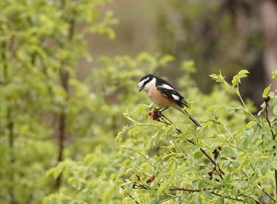 Maskerklauwier / Masked Shrike