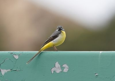 Grote Gele Kwikstaart / Grey Wagtail